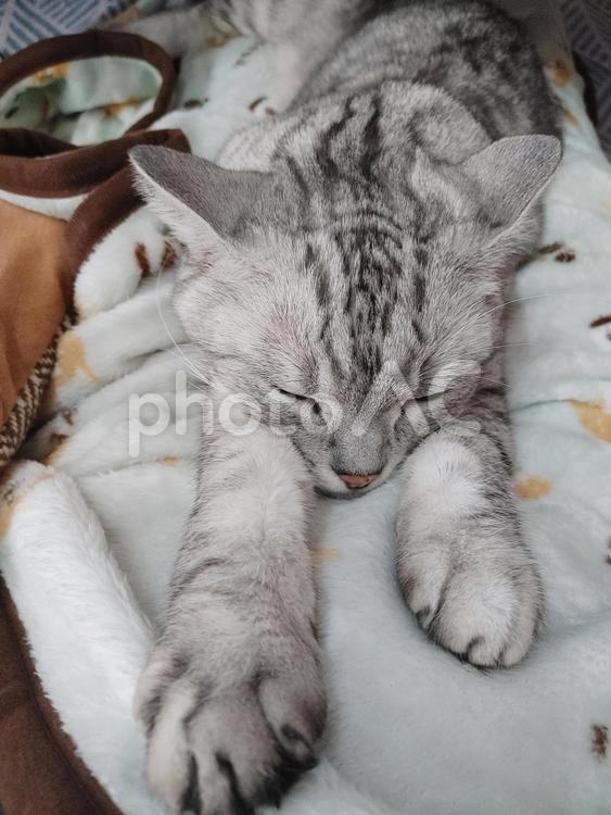 暖かいブランケットの上で眠る猫 猫,ネコ,ねこの写真素材