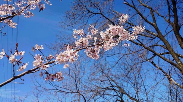 青空と桜の写真