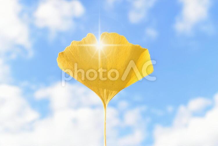 イチョウの葉と青空・きらきら あおそら,あおぞら,あかるいの写真素材