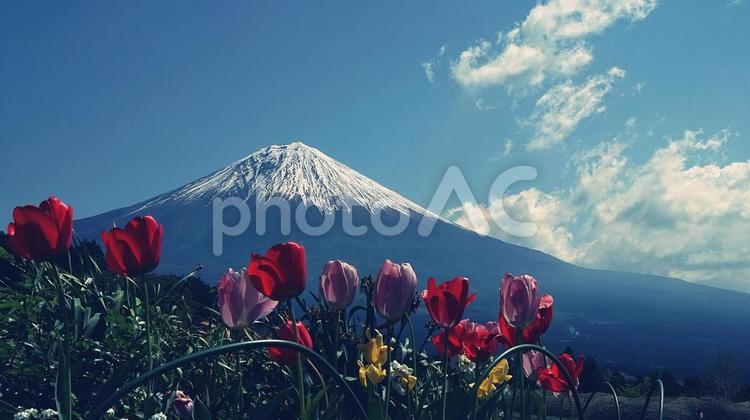 チューリップと富士山 富士山,チューリップ,花の写真素材