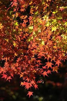 紅葉 錦 縦画面-2 紅葉 錦 縦画面-2の写真