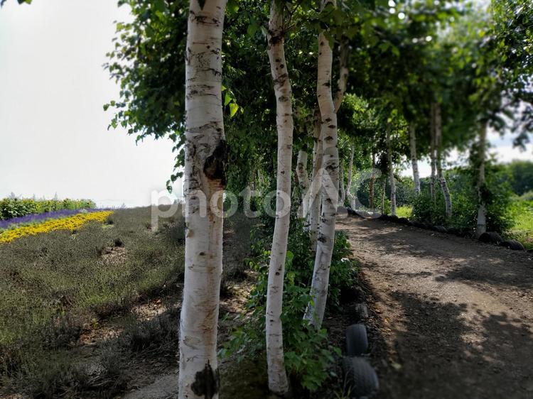 遠くまで木の続く道 道,木の道,何人もありませんの写真素材