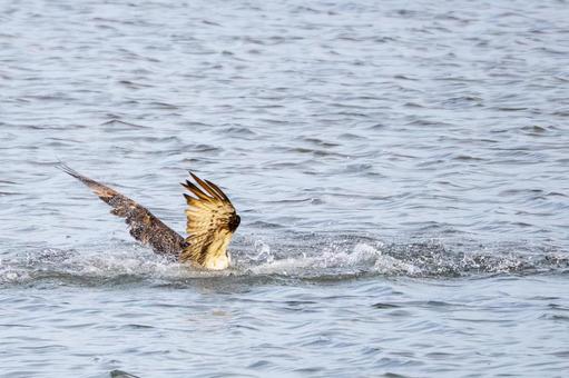 ミサゴ(143) 鳥,ミサゴ,ウオタカの写真素材