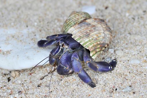 オカヤドカリ オカヤドカリ オカヤドカリ,ムラサキオカヤドカリ,ヤドカリの写真素材