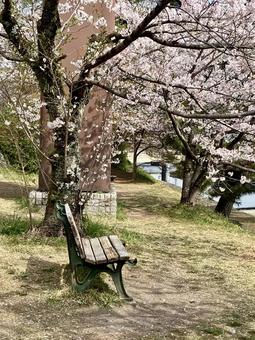 宇治川の桜とベンチ 宇治川の桜とベンチ 宇治,ベンチ,入学の写真素材