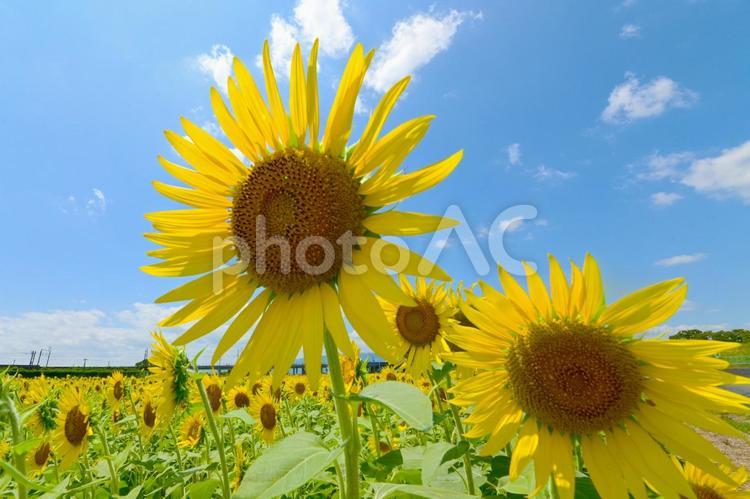ひまわり畑の爽やかな向日葵の花 向日葵,ひまわり,花の写真素材