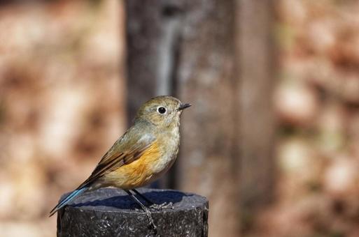 ルリビタキの写真
