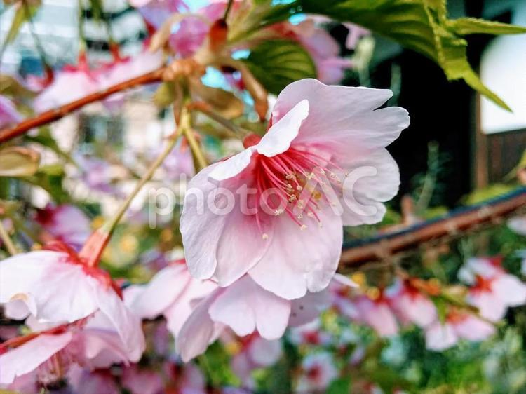 桜26　精神の美　cherryblossoms 桜,サクラ,さくらの写真素材