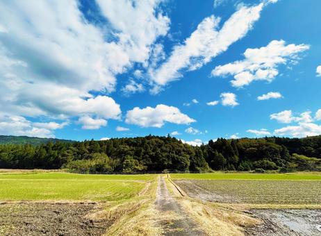 のどかな田園の風景と白い雲が浮かぶ青空 空模様,空,雲の写真素材