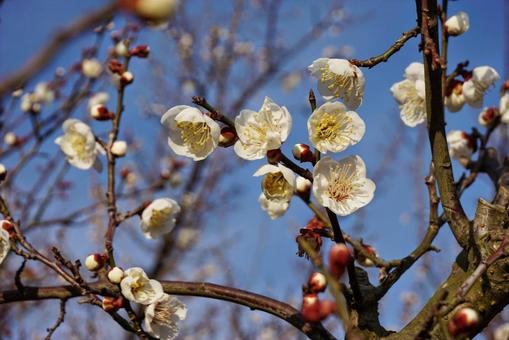 青空に咲く白梅の花 青空に咲く白梅の花の写真
