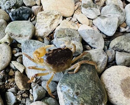 河原の小石の上を横歩きする一匹のサワガニ 河原の小石の上を横歩きする一匹のサワガニ サワガニ,山間の川,甲の写真素材