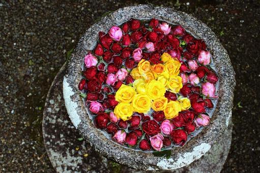 バラの花手水 バラの花手水の写真
