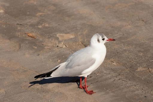 お台場海浜公園の砂浜にとまるユリカモメの写真