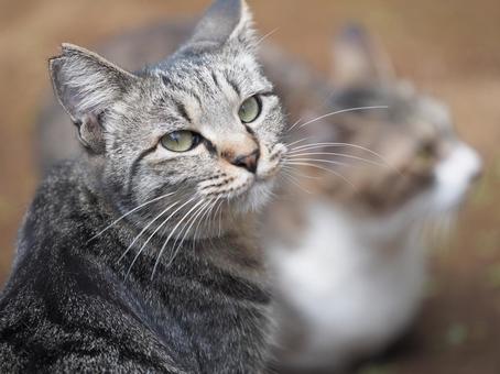こちらを振り返るトラ猫 こちらを振り返るトラ猫の写真