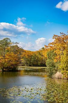 北海道　大沼国定公園　秋の風景 北海道,大沼,函館の写真素材