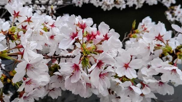 竹馬川の桜 竹馬川の桜 春,サクラ,さくらの写真素材