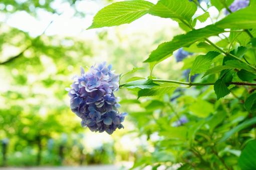 紫陽花が咲く散歩道 紫陽花が咲く散歩道の写真