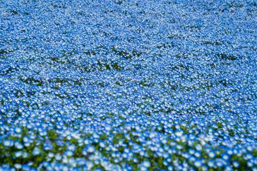 Nemophila, JPG Nemophila, JPG