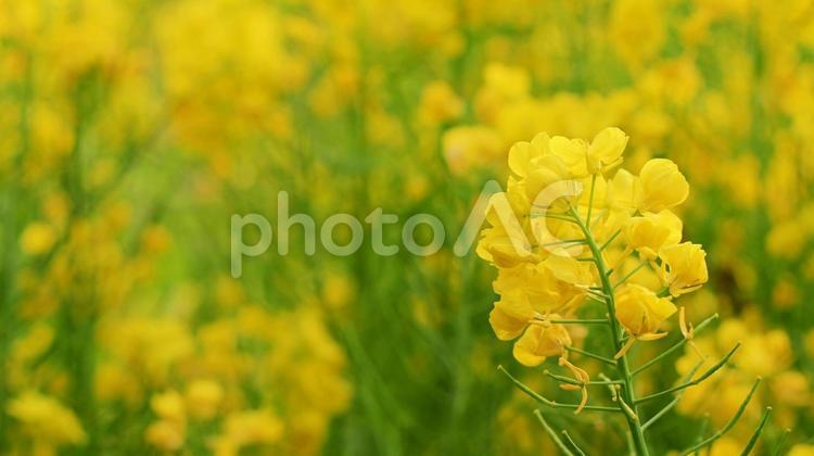 菜の花のイメージ素材 菜の花,菜の花畑,菜種の写真素材