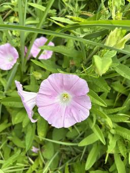ピンク色の花 ピンク,flower,かわいいの写真素材