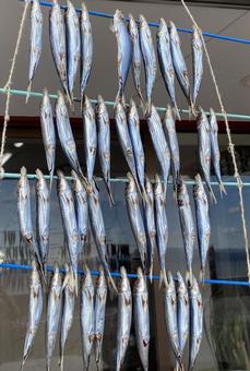 干物 食べ物 天日干し 干物 食べ物 天日干し 魚,干物,干物作りの写真素材