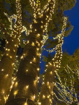 樹木のイルミネーション 樹木のイルミネーション イルミネーション,樹木,幹の写真素材
