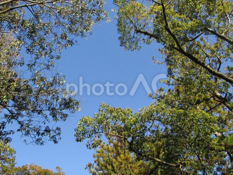 青空と樹 グリーン,冬,木の写真素材