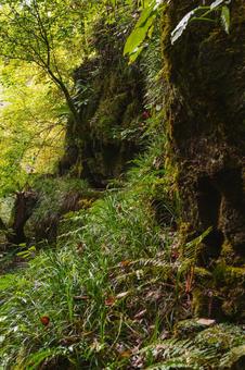 登山道の崖の写真