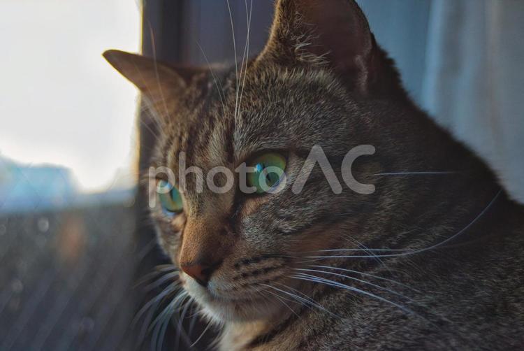 猫　横顔 壁紙,背景,バックグラウンドの写真素材
