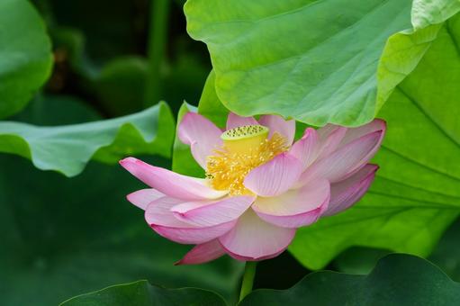 蓮 蓮,ハス,上野公園の写真素材