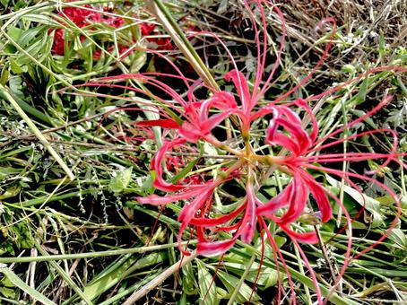 彼岸花の大きな花 彼岸花の大きな花の写真