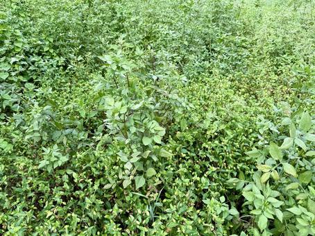 雑草 雑草の写真