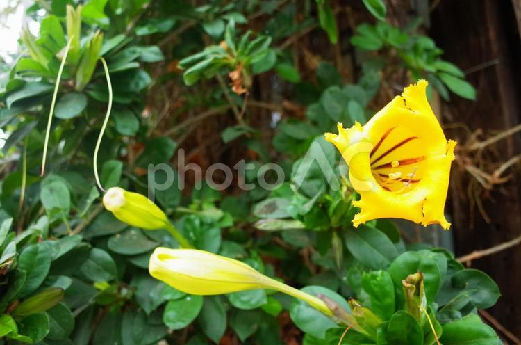 台湾☆植物☆黄色い花 台湾,台北,台北市の写真素材