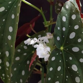 Photo, begonia maculata, macrata, begonia, 