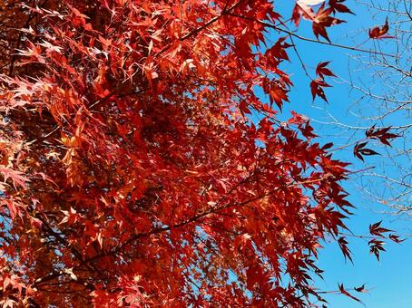 青空に映える紅葉したもみじ 紅葉,もみじ,カエデの写真素材
