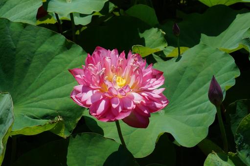 蓮の花 蓮の花の写真