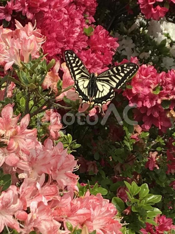 ちょうちょ チョウチョ,ツツジ,花の写真素材