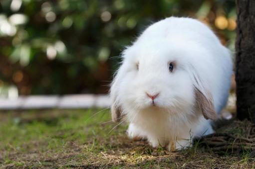 ペットの兎の写真