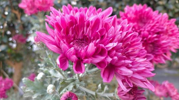 菊の花 菊,花,キクの写真素材