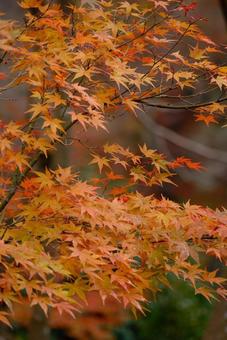autumn leaves, JPG autumn leaves, JPG