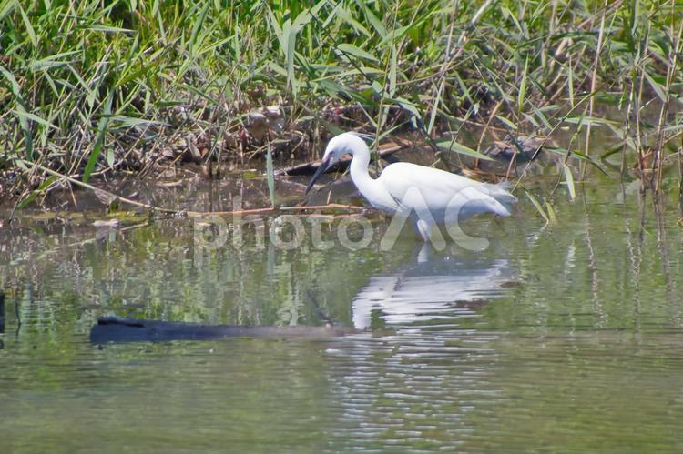 サギの散歩 田んぼ,野鳥,鳥の写真素材