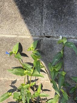 ツユクサ つゆくさ,露草,白花の写真素材