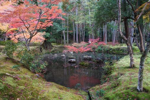 苔寺の紅葉 11月,秋,洛西の写真素材