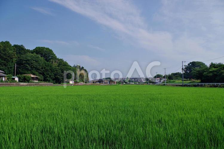 水田のある夏の田舎の風景 田園風景,田園,水田の写真素材