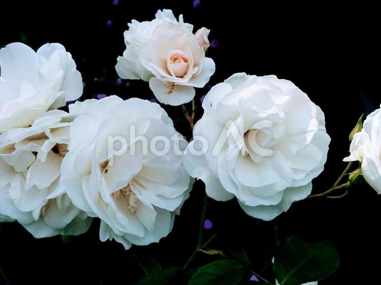 花　アイスバーグ　バラ　ばら　薔薇　白いバラ　白い薔薇　心からの尊敬　無邪気　純潔　恋の息吹　相思相愛　素朴　2 アイスバーグ,バラ,ばらの写真素材