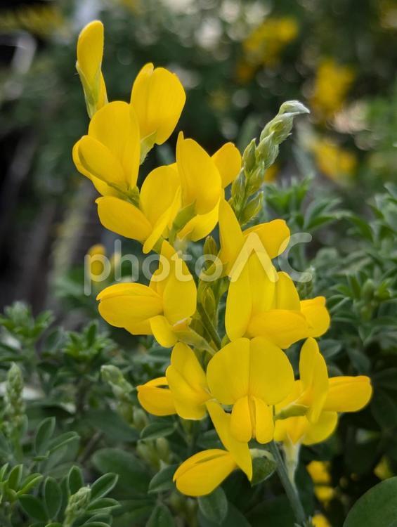 黄色の花 エニシダ,花,はなの写真素材