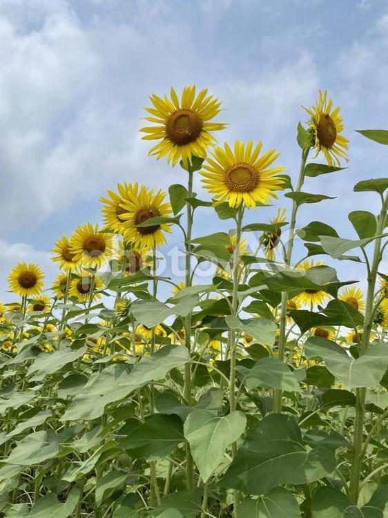 ひまわり畑 ひまわり,向日葵,夏の写真素材