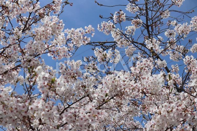 桜20 桜,さくら,サクラの写真素材