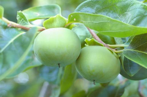Photo, blue persimmon fruit, immature, green, 