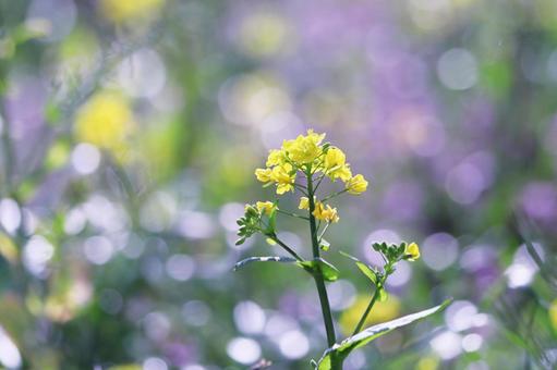 春の光に輝く菜の花畑 花,菜の花,植物の写真素材